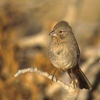 Canyon Towhee (Pipilo fuscus) photo