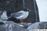 Swallow-tailed Gull - Creagrus furcatus