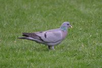 Stock Pigeon - Columba oenas