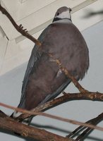 Collared Imperial-Pigeon - Ducula mullerii