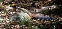 Red-capped Coua - Coua ruficeps