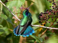 Green Violet-ear - Colibri thalassinus