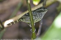 Scaled Antbird - Drymophila squamata