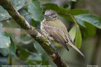 Sharpbill - Oxyruncus cristatus