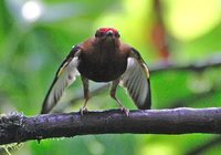 Club-winged Manakin - Machaeropterus deliciosus