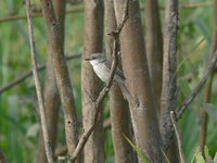 River Tyrannulet - Serpophaga hypoleuca