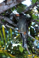 Seychelles Bulbul - Hypsipetes crassirostris