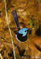 Lovely Fairywren - Malurus amabilis