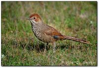 Rufous Bristlebird - Dasyornis broadbenti