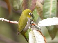 Madagascar White-eye - Zosterops maderaspatanus