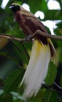 Lesser Bird-of-paradise - Paradisaea minor