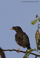 Jungle Myna - Acridotheres fuscus