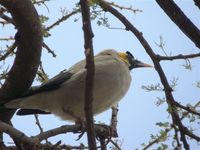 Wattled Starling - Creatophora cinerea