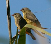 Zebra Waxbill - Sporaeginthus subflavus