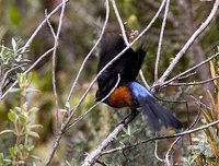 Scarlet-bellied Mountain-Tanager - Anisognathus igniventris