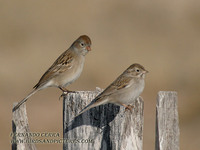 Brewer's Sparrow - Spizella breweri