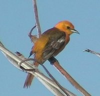 Hooded Oriole - Icterus cucullatus