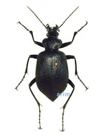 검정명주딱정벌레 - Calosoma maximowiczi