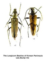 넓은어깨하늘소 - Stenocorus meridianus