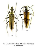 넓은어깨하늘소 - Stenocorus meridianus