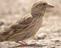 Rock Sparrow