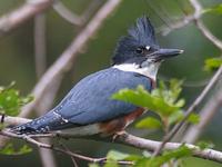 Belted Kingfisher