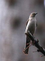 Townsend's Solitaire. Photo by Greg Gillson