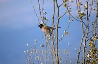 ...Pycnonotus xanthopygos , Israel Yellow vented Bulbul AKA White Spectacled Bulbul , This bird is 