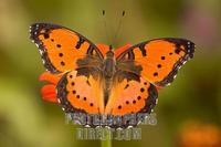 Gaudy commodore ( dry season ) stock photo