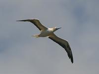 Booby, Red-footed