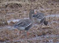 쇠기러기 White-fronted Goose Anser albifrons