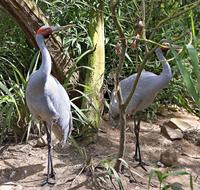 Brolga