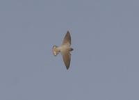 Pale Crag Martin (Ptyonoprogne fuligula)