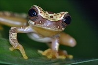 : Dendropsophus ebraccatus; Clown Treefrog