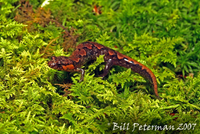: Desmognathus ocoee; Ocoee Salamander