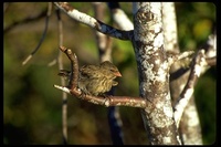 : Geospiza fuliginosa; Small Ground Finch