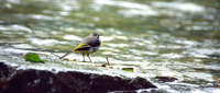 : Motacilla cinerea robusta; Grey Wagtail