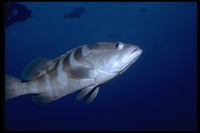 : Epinephelus striatus; Nassau Grouper