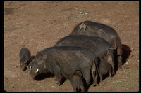 : Hylochoerus meinertzhageni; Giant Forest Hog