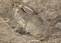 : Lepus californicus; Black-tailed Jackrabbit