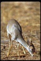 : Madoqua guentheri; Guenther's Dik-dik