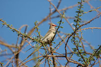 : Urocolius macrourus; Blue Naped Mousebird