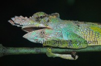 : Bradypodion tavetanum