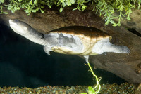 : Chelodina reimanni; Reimann's Snakenecked Turtle