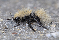 : Dasymutilla sackeni; Sacken's Velvet Ant