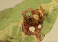 : Diplolepis rosaefolii; Rose Blister Gall Wasp;