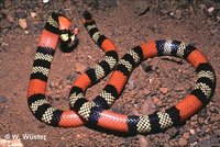 : Micrurus frontalis; Coral Snake