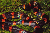 : Urotheca euryzona