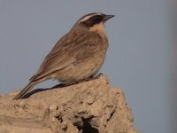 Brown Accentor. Tsagaan nuur, 4 June.