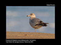 Ring-billed Gull - Larus delawarensis - Gaviota de Delaware - Gavina de Delawar